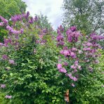 Orgován obyčajný (Syringa vulgaris) ´MICHEL BUCHNER´ - výška 70-100 cm, kont. C2L